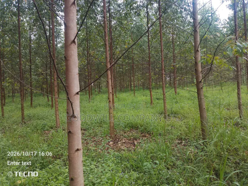 6 Acres of Land in Vumba Busika With Karintusi 3km Off Tarmac Riad