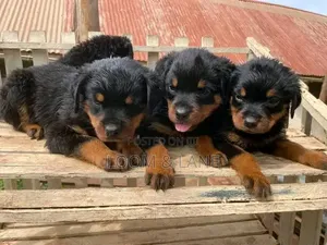 1-3 months Female Purebred Rottweiler