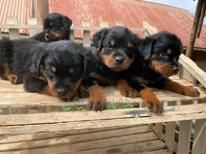1-3 months Female Purebred Rottweiler