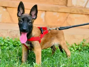 1-3 months Male Purebred Belgian Malinois