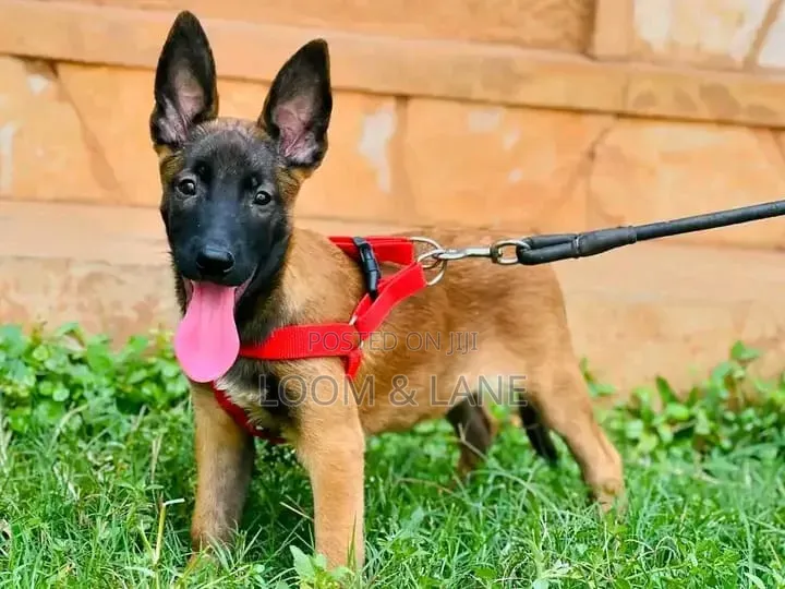 1-3 months Male Purebred Belgian Malinois