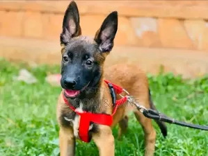1-3 months Male Purebred Belgian Malinois