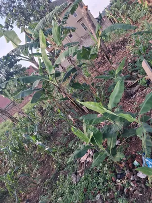 Land for Sell in Gayaza Nakwero Town