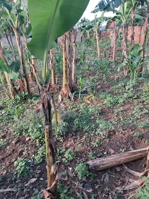 Land for Sell in Gayaza Nakwero Town
