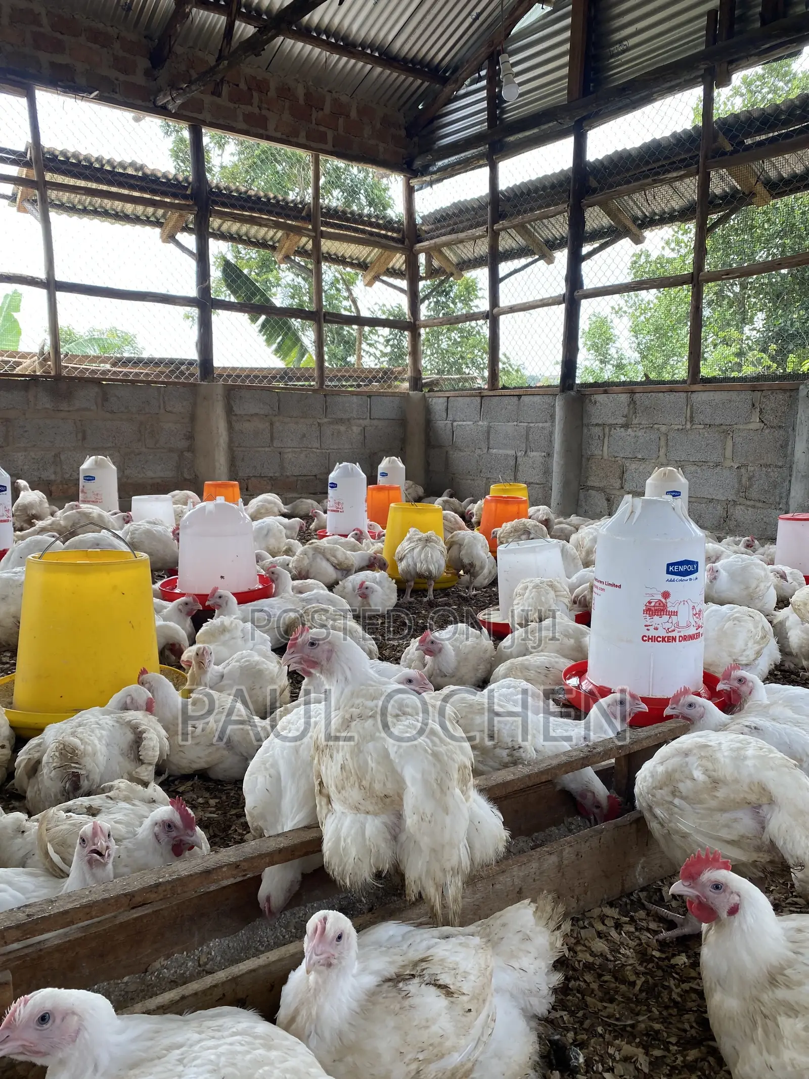 Broiler Chicken 8 Weeks Old