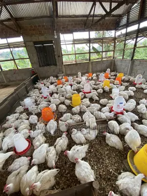 Broiler Chicken 8 Weeks Old