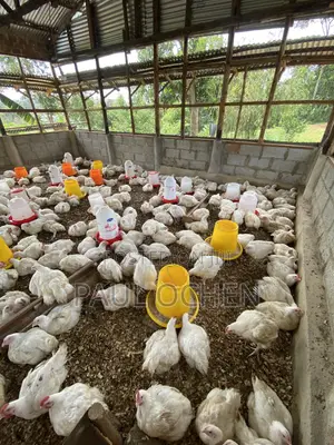 Broiler Chicken 8 Weeks Old