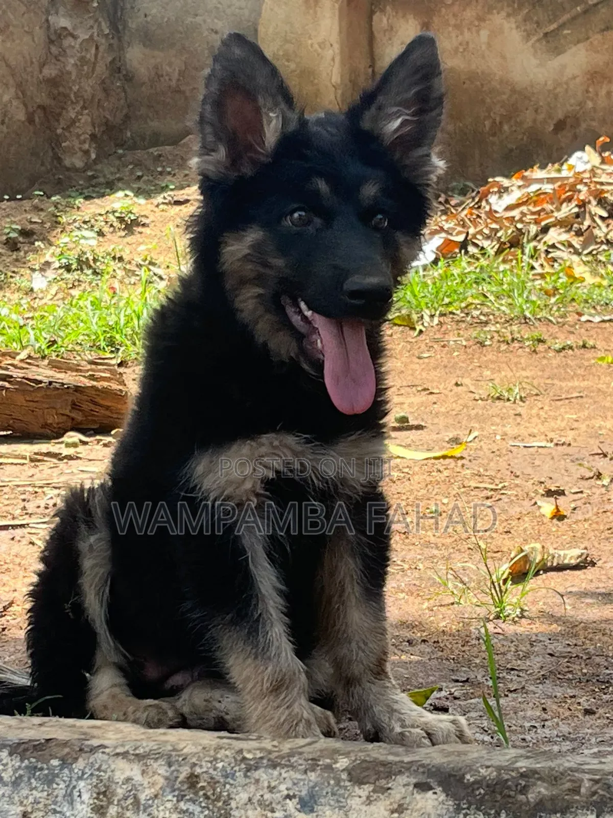 6-12 months Male Purebred German Shepherd
