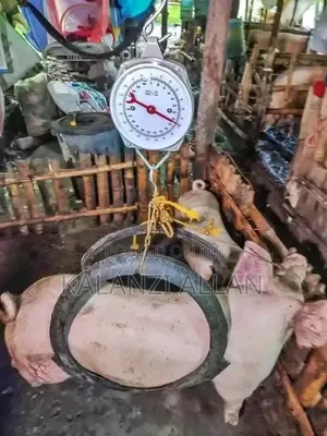 200kg Hanging Weighing Scale