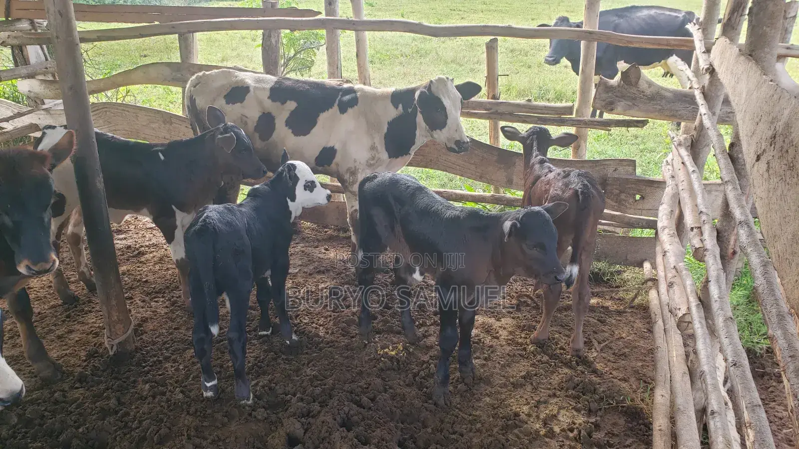 High Quality Cows for All Products