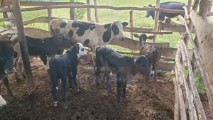 High Quality Cows for All Products