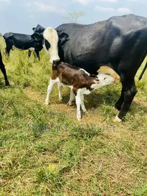 High Quality Cows for All Products
