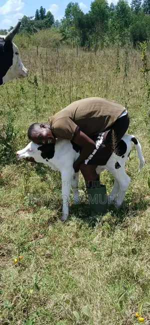 High Quality Cows for All Products