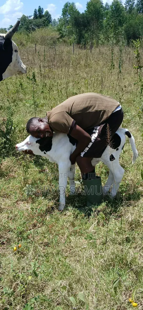 High Quality Cows for All Products