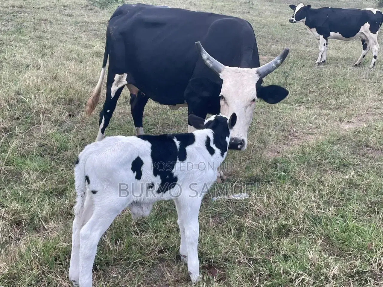 High Quality Cows for All Products