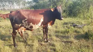 High Quality Cows for All Products