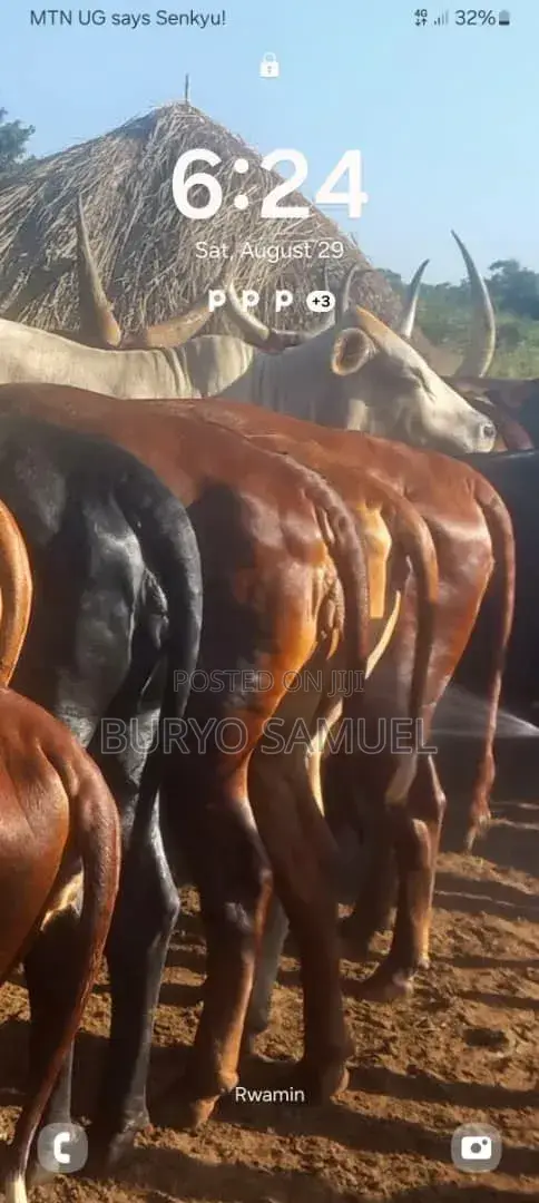 High Quality Cows for All Products