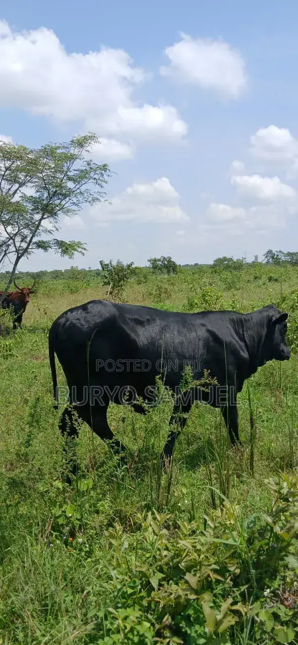 High Quality Cows for All Products