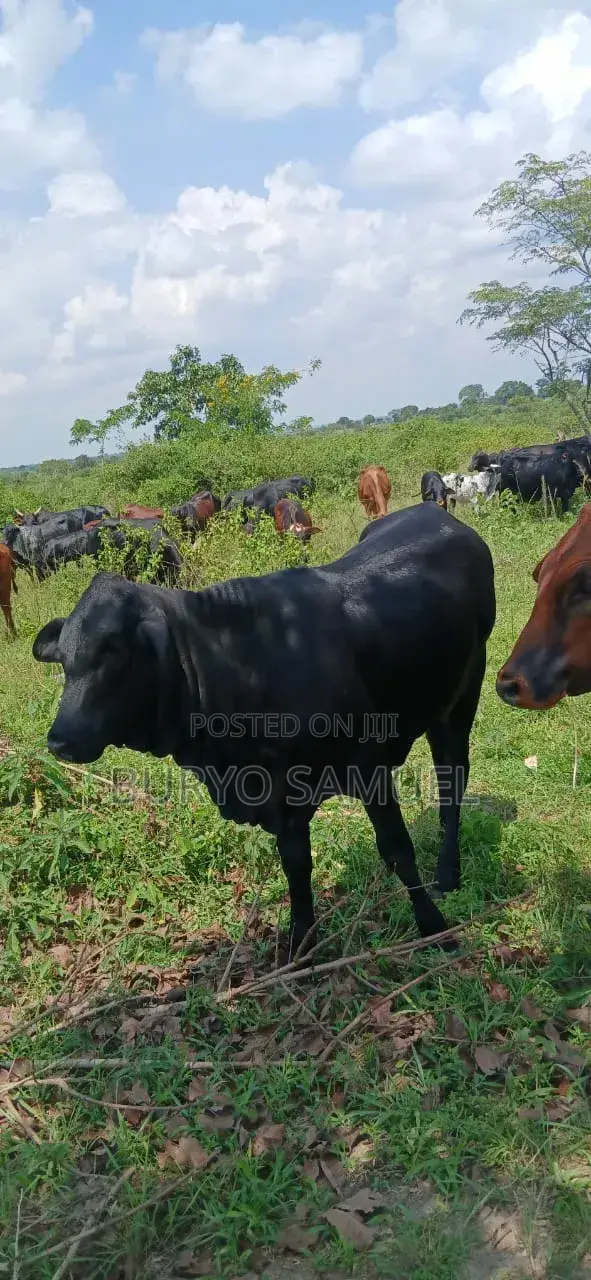 High Quality Cows for All Products