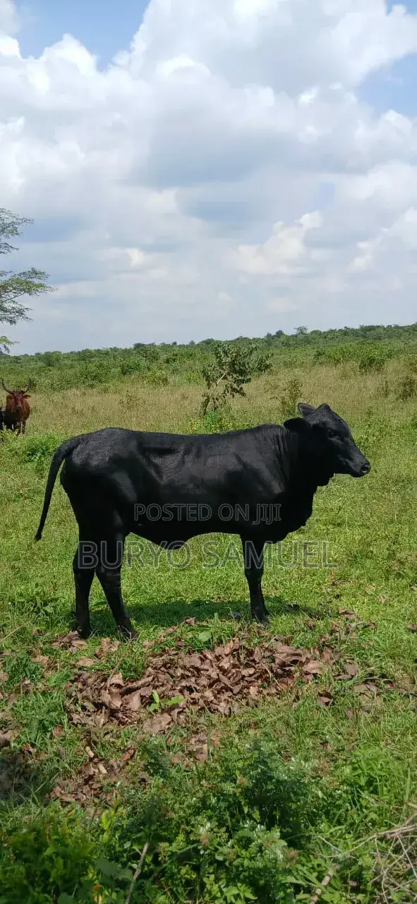 High Quality Cows for All Products