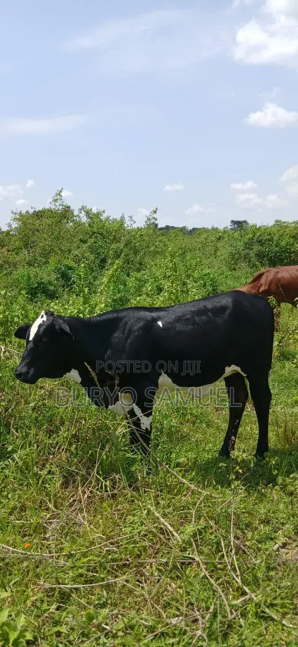 High Quality Cows for All Products