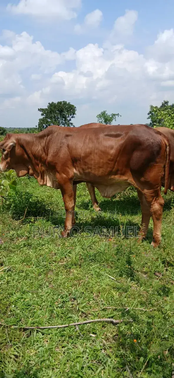 High Quality Cows for All Products