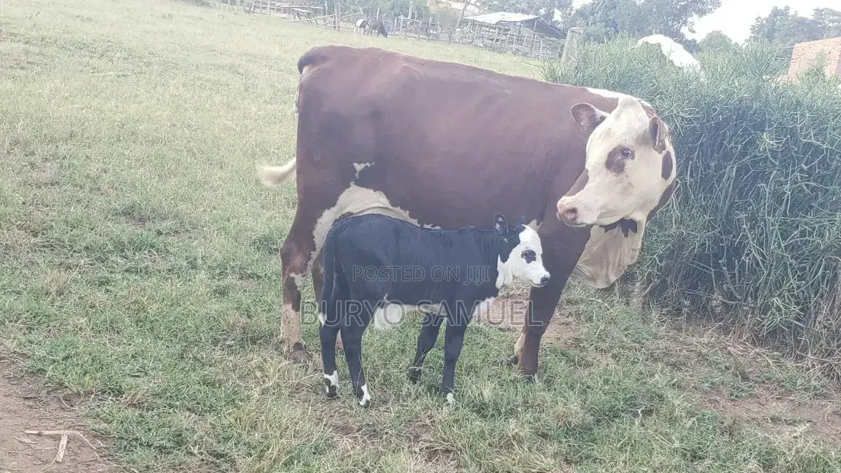 High Quality Cows for All Products