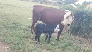 High Quality Cows for All Products