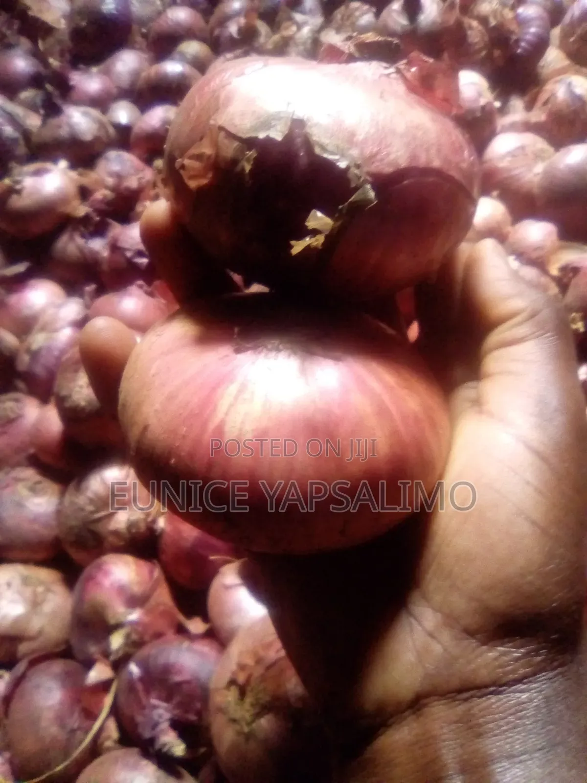 Onion Red,big Ab Round