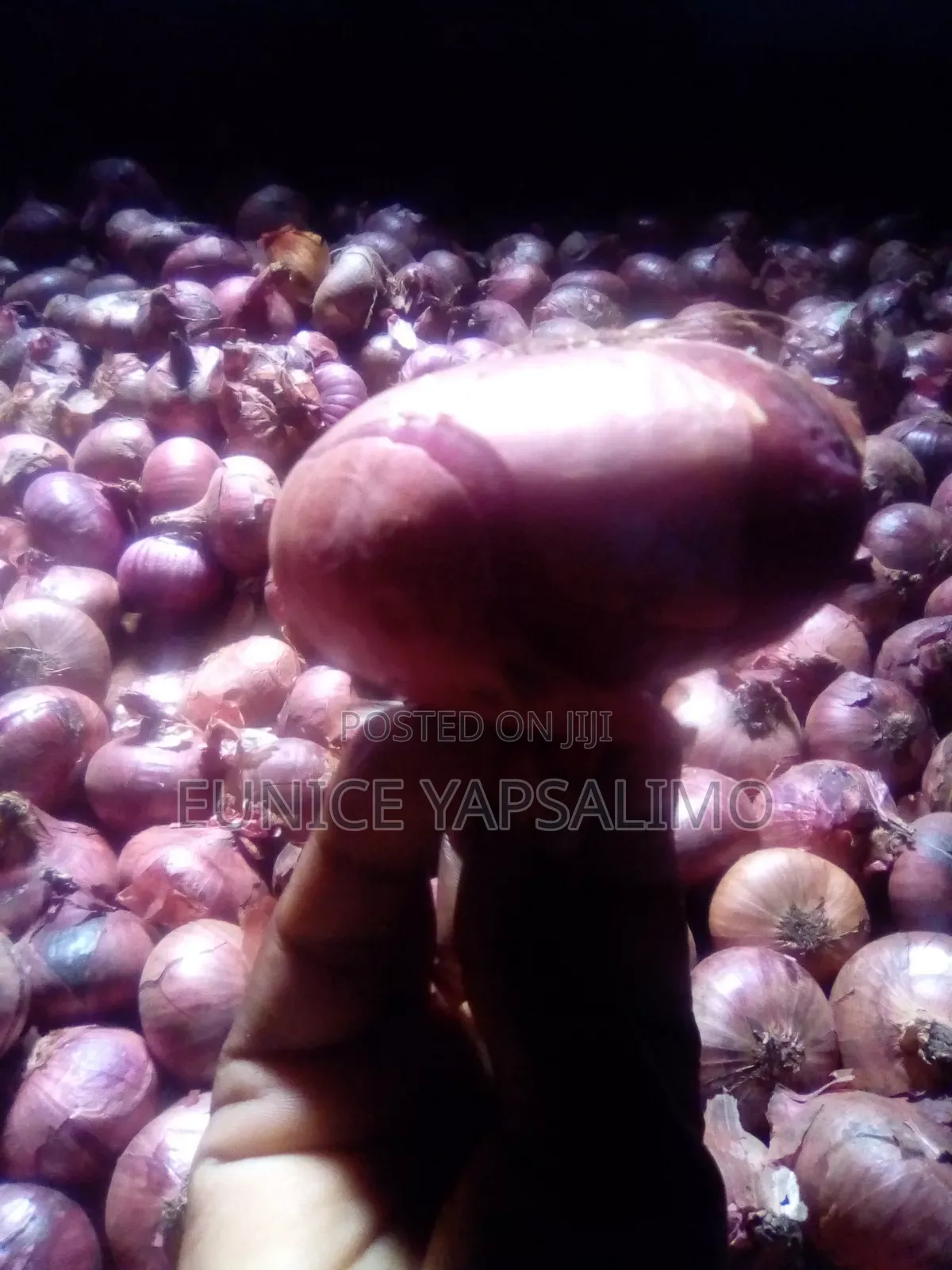 Onion Red,big Ab Round