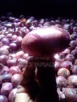 Onion Red,big Ab Round