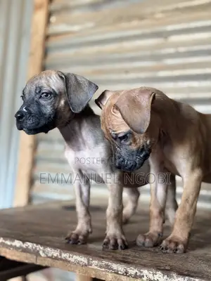 1-3 months Male Purebred Boerboel