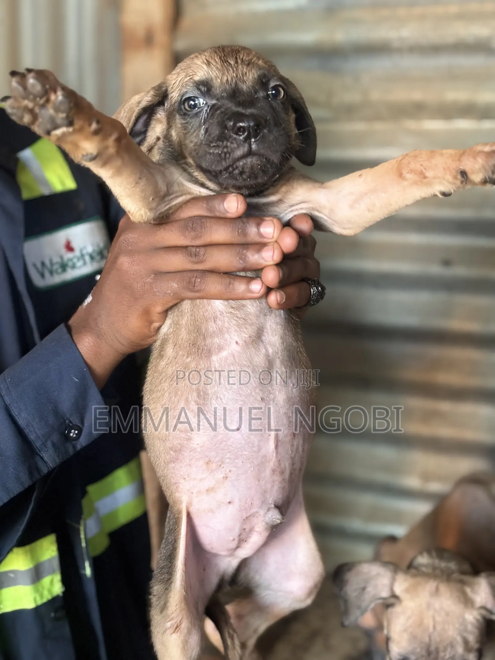 1-3 months Male Purebred Boerboel