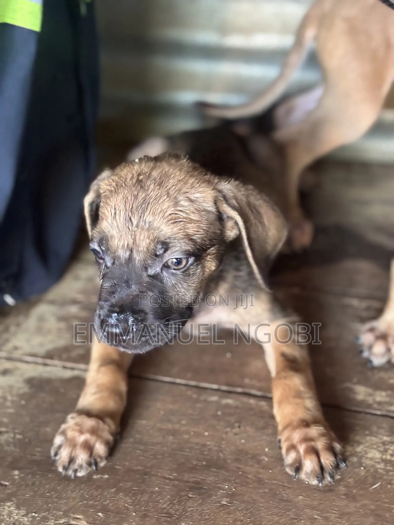 1-3 months Male Purebred Boerboel