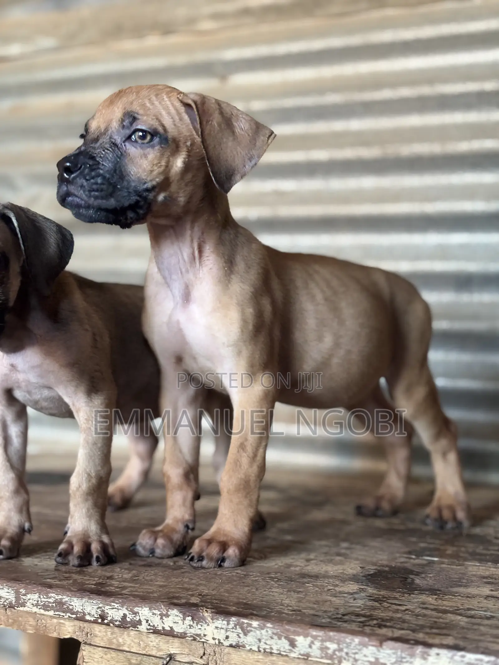 1-3 months Male Purebred Boerboel