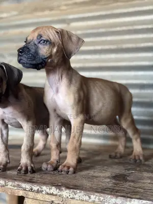 1-3 months Male Purebred Boerboel