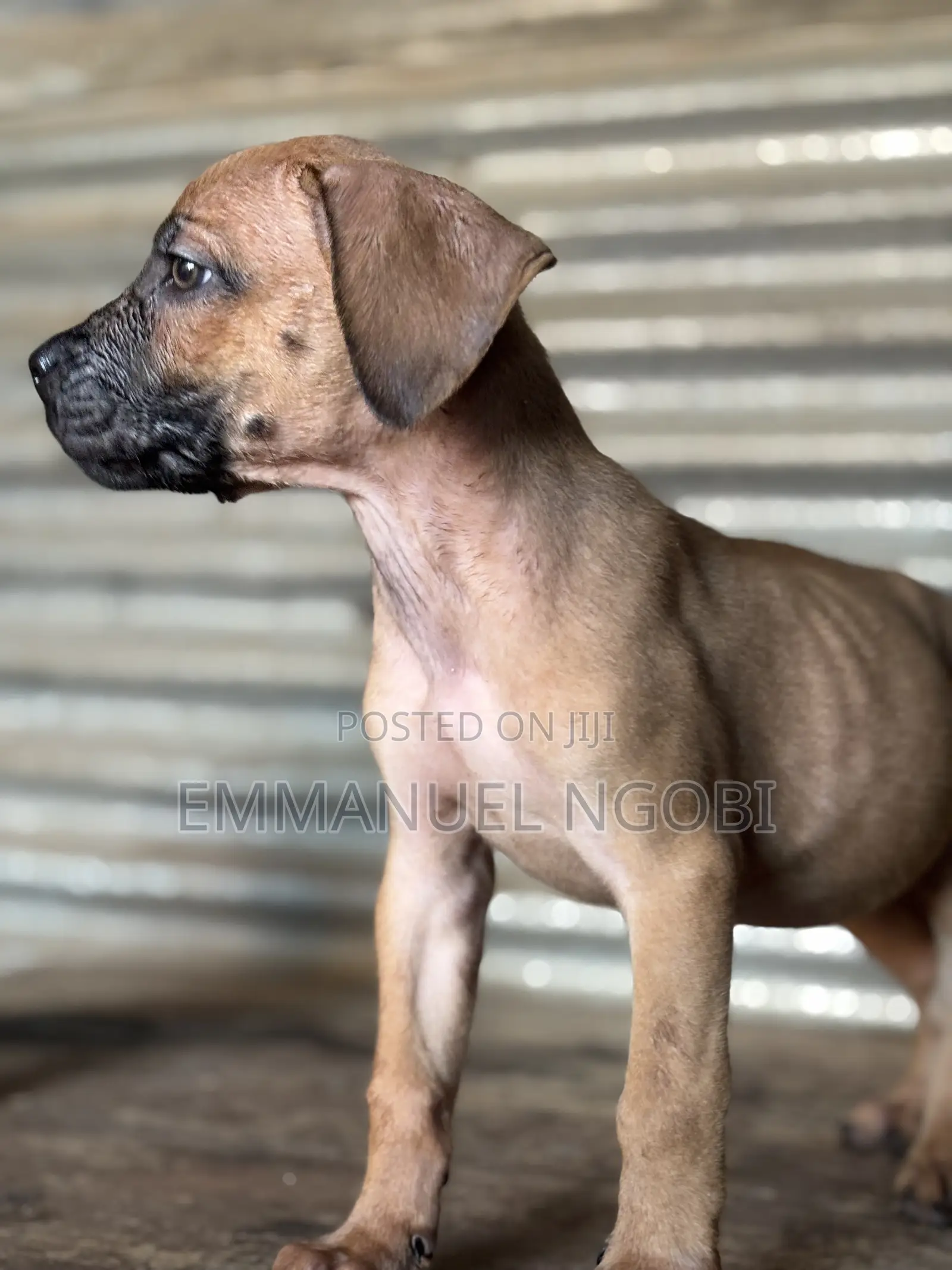 1-3 months Female Purebred Boerboel