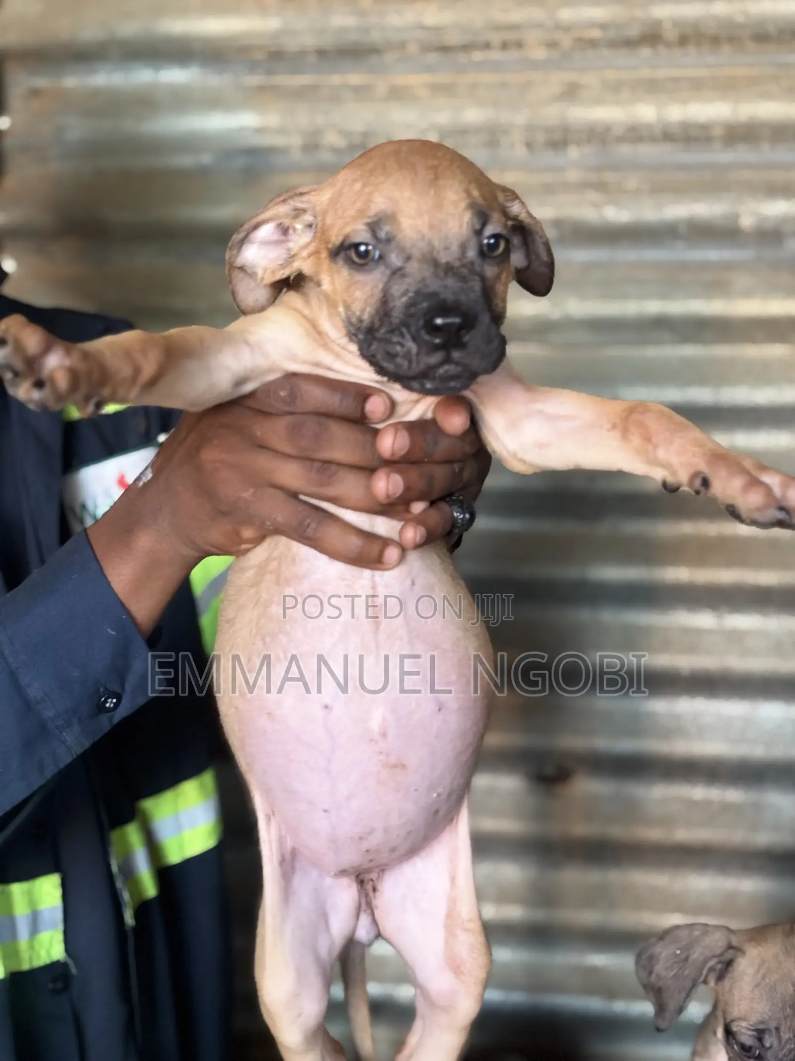 1-3 months Female Purebred Boerboel
