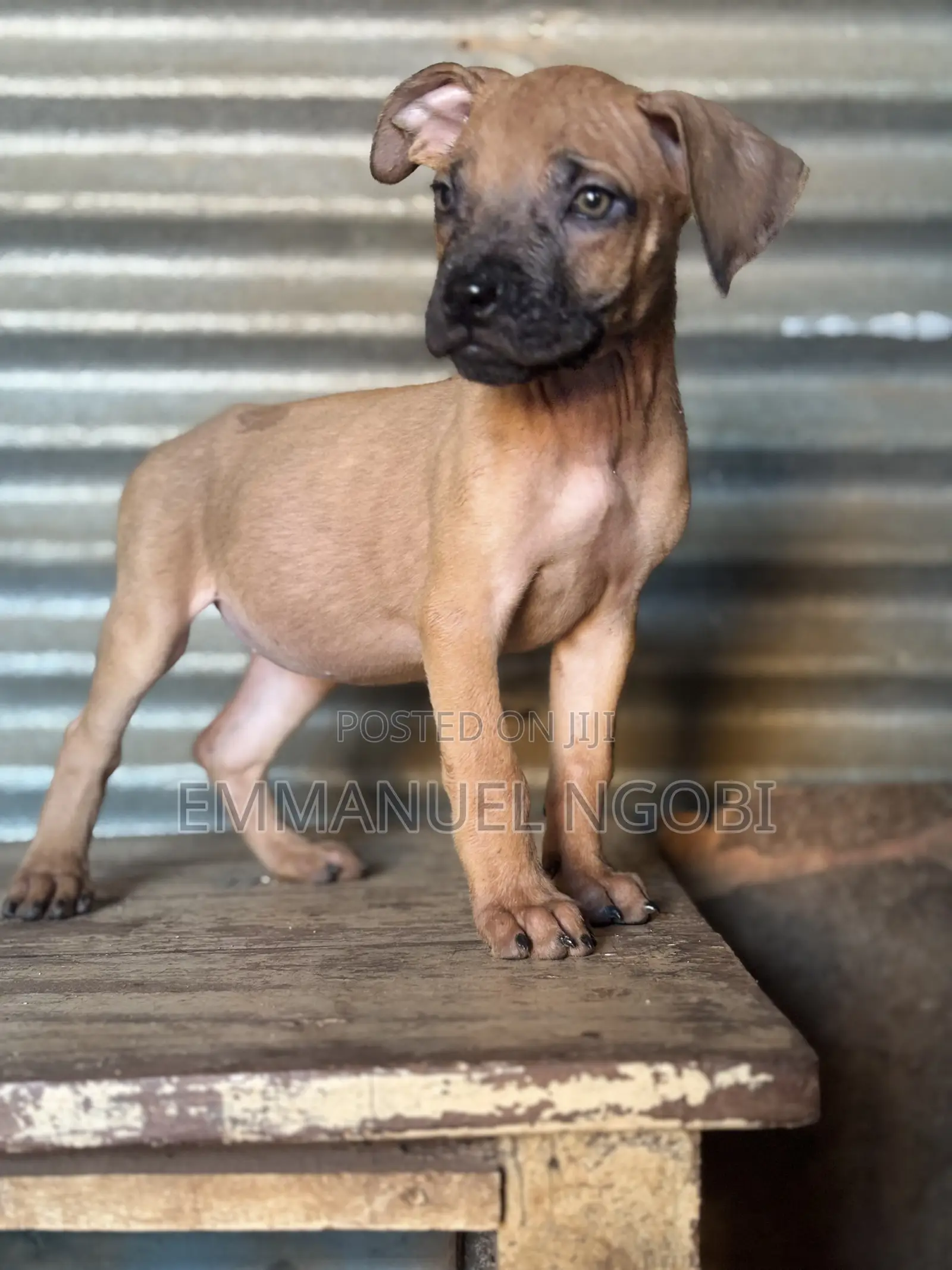 1-3 months Female Purebred Boerboel