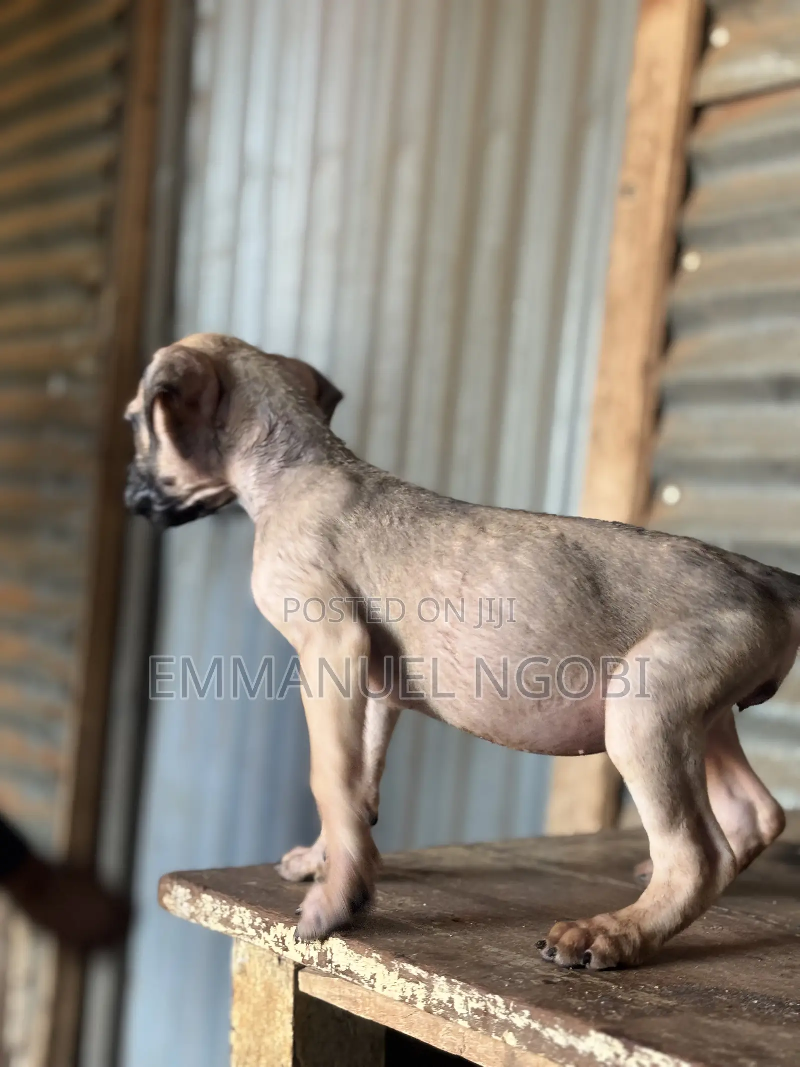1-3 months Female Purebred Boerboel