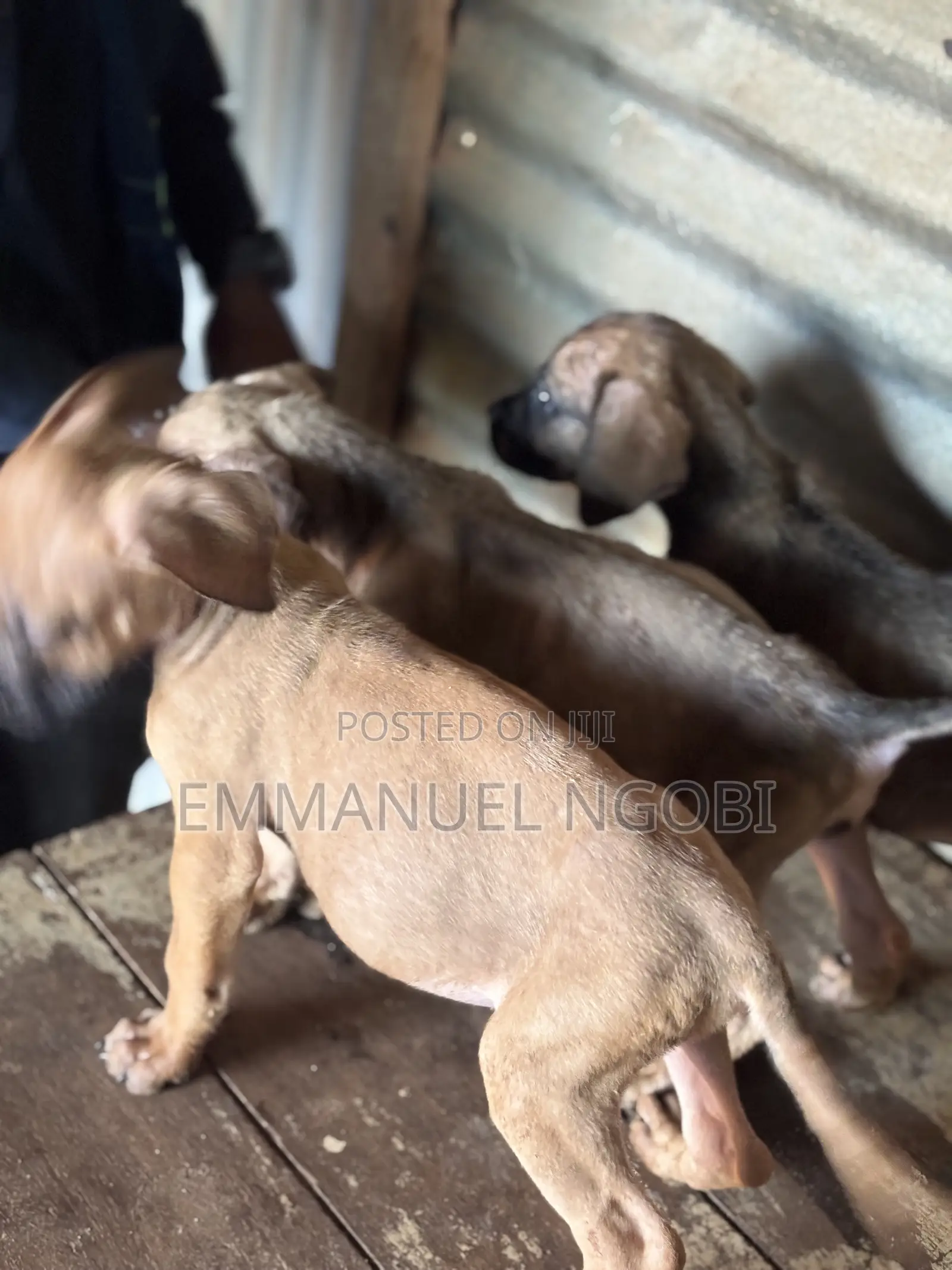 1-3 months Female Purebred Boerboel