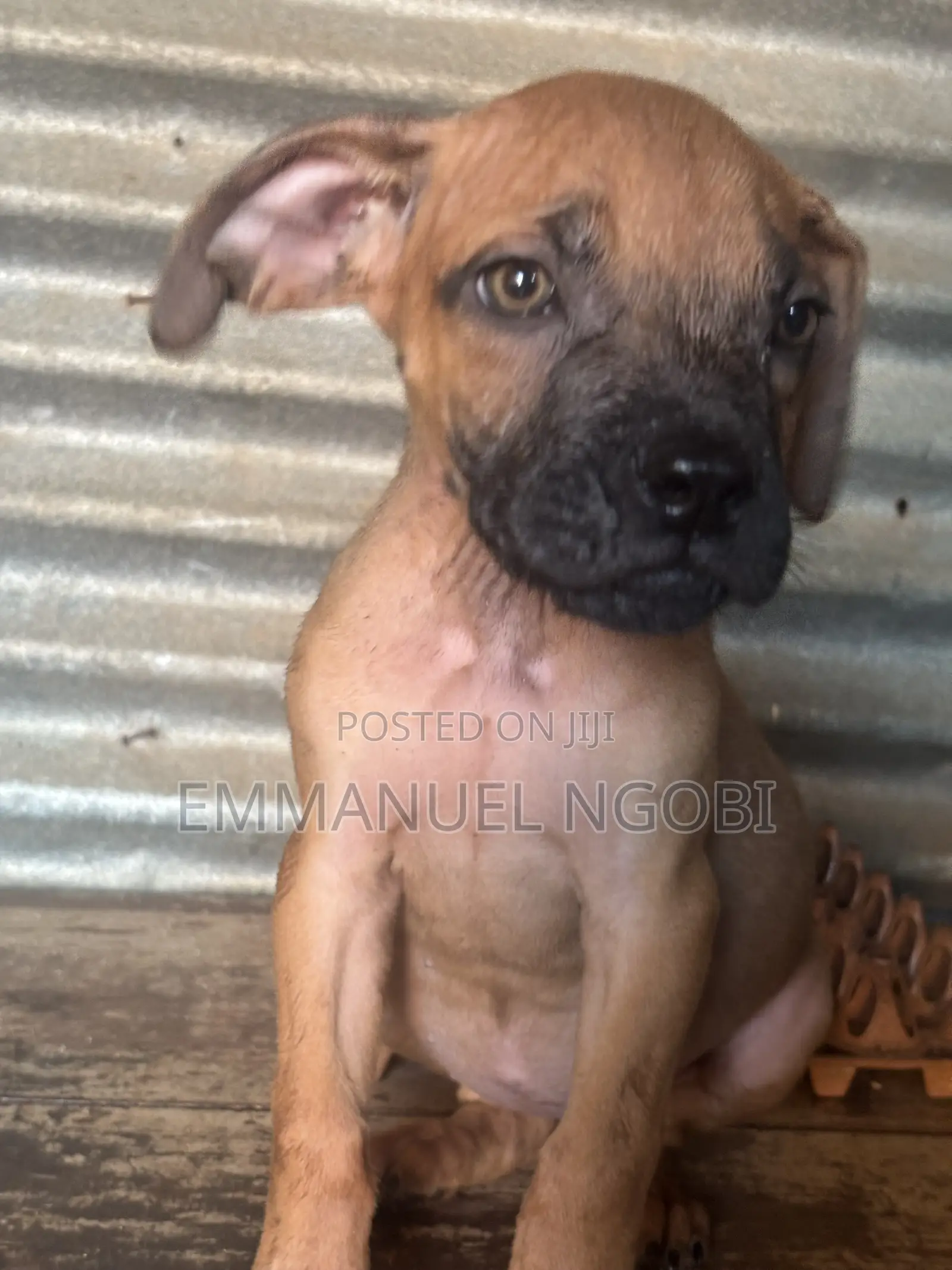 1-3 months Female Purebred Boerboel