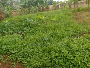 Plots Available to Sale at Gayaza Makenke