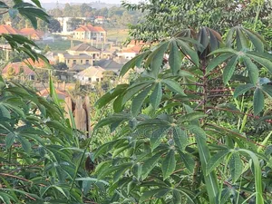 Plot Available to Sale at Kira Kitikifumba