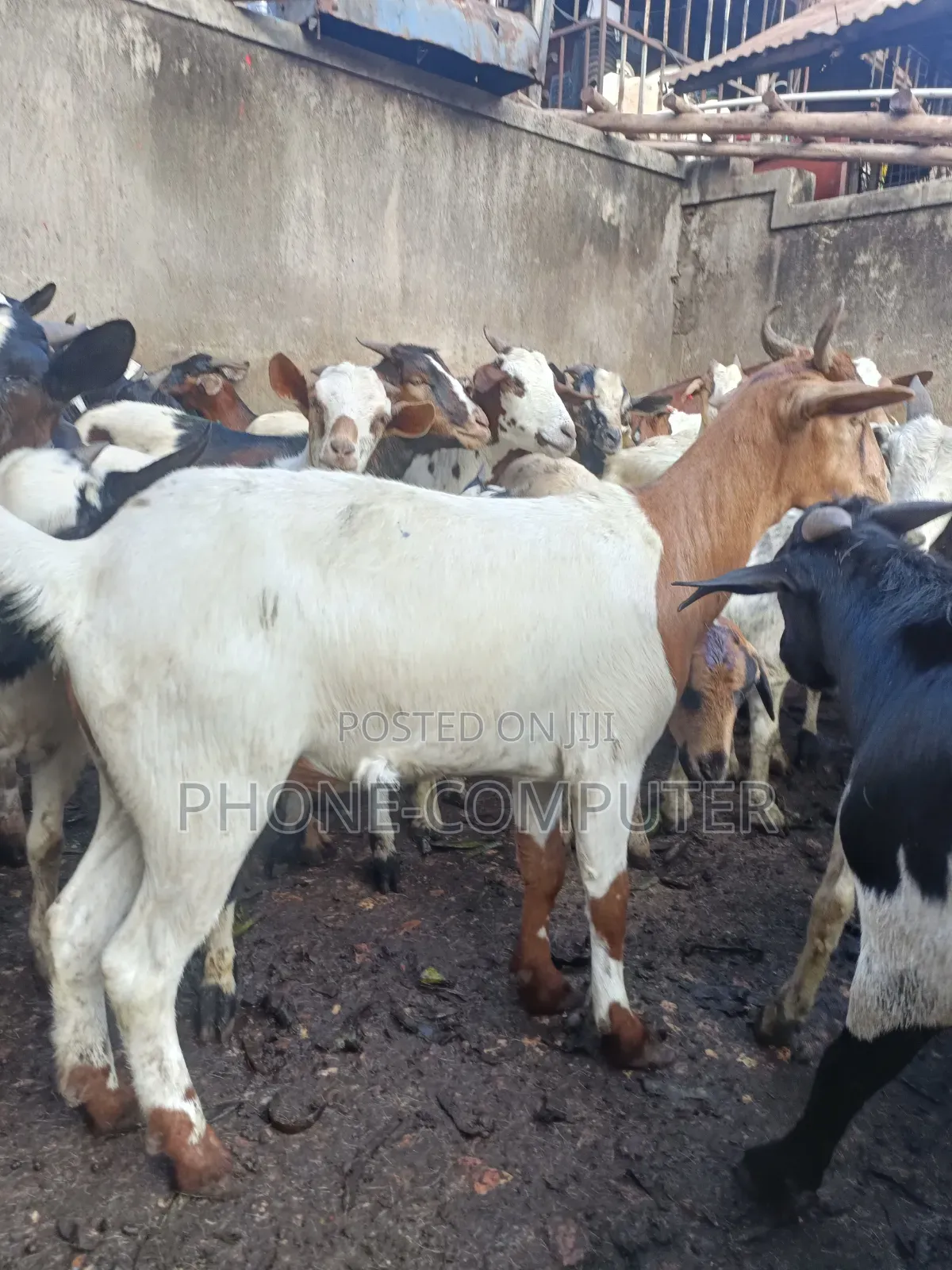 Healthy Goats & Sheep for Sale in Kampala