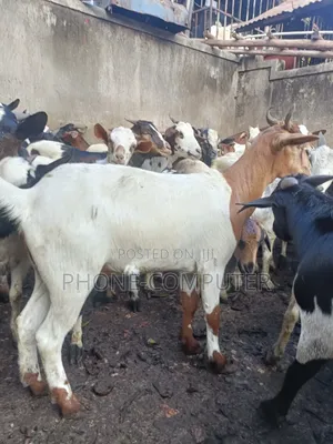 Healthy Goats & Sheep for Sale in Kampala