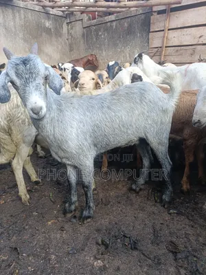 Healthy Goats & Sheep for Sale in Kampala