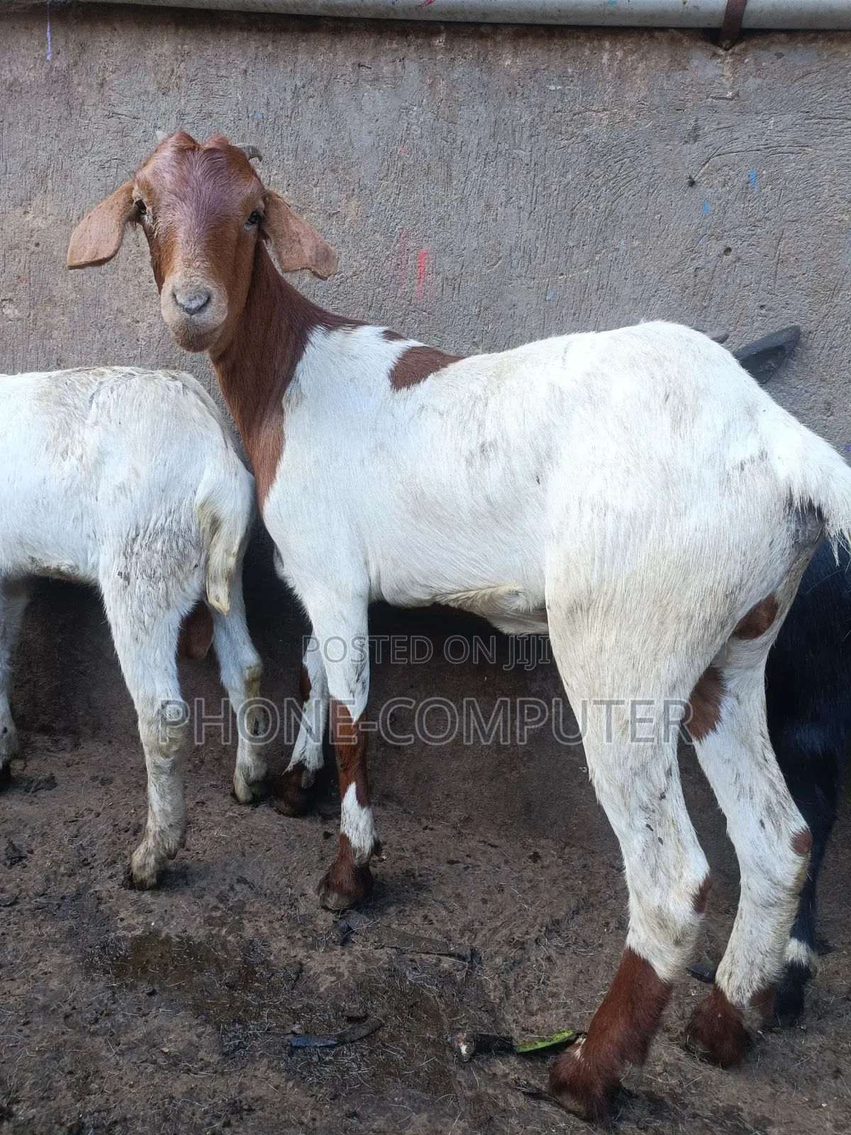Healthy Goats & Sheep for Sale in Kampala