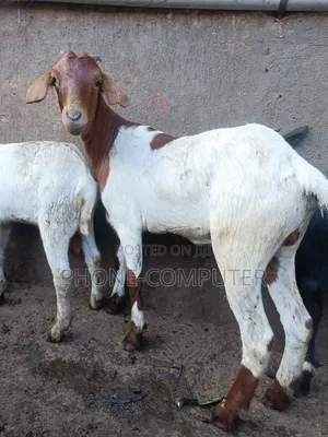 Healthy Goats & Sheep for Sale in Kampala