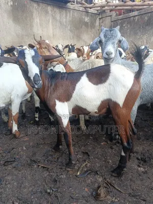 Healthy Goats & Sheep for Sale in Kampala